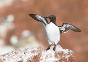 Trottellumme - Guillemot  (Uria aalge)